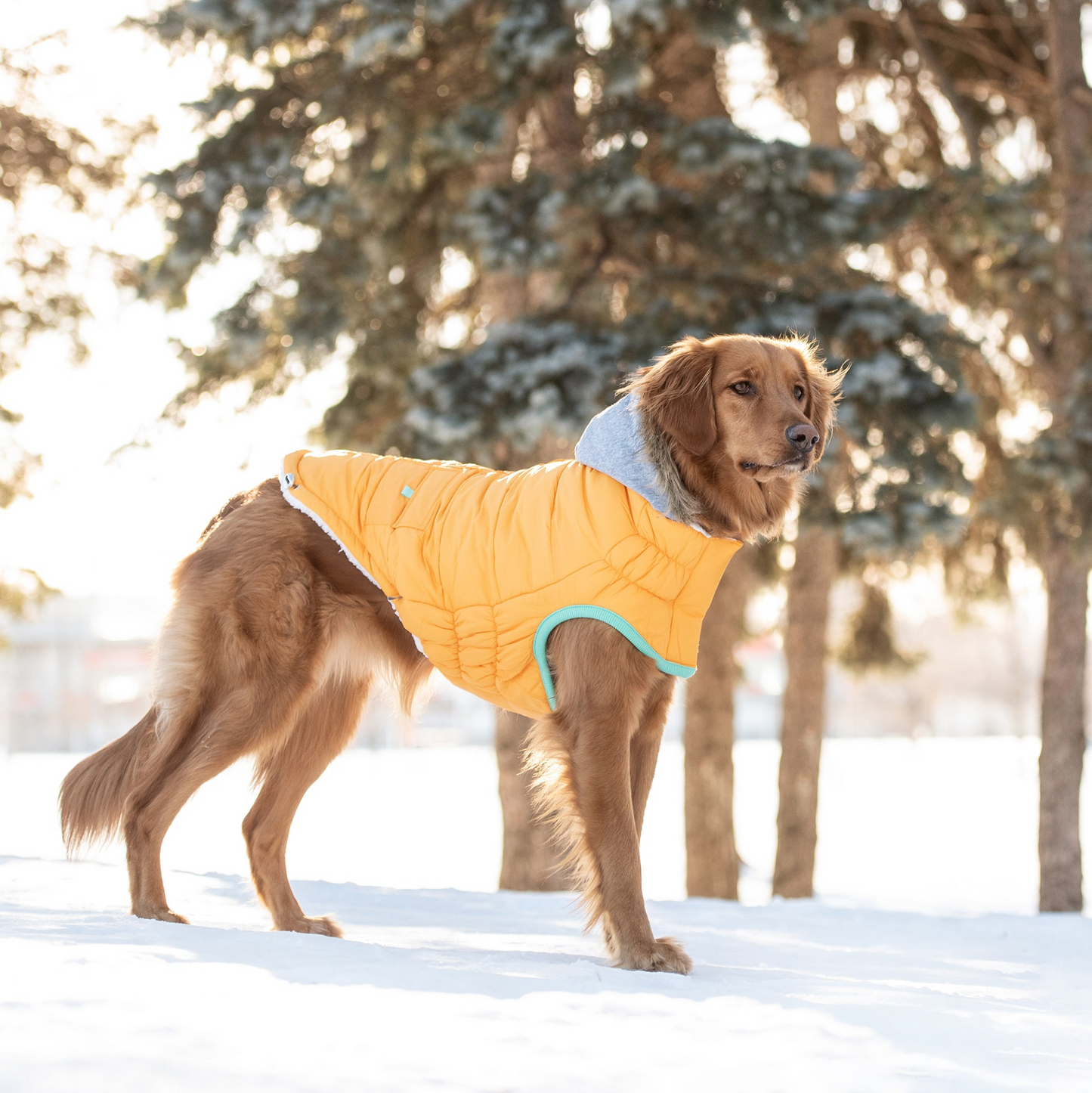 Winter Sailor Parka for Dogs- Yellow