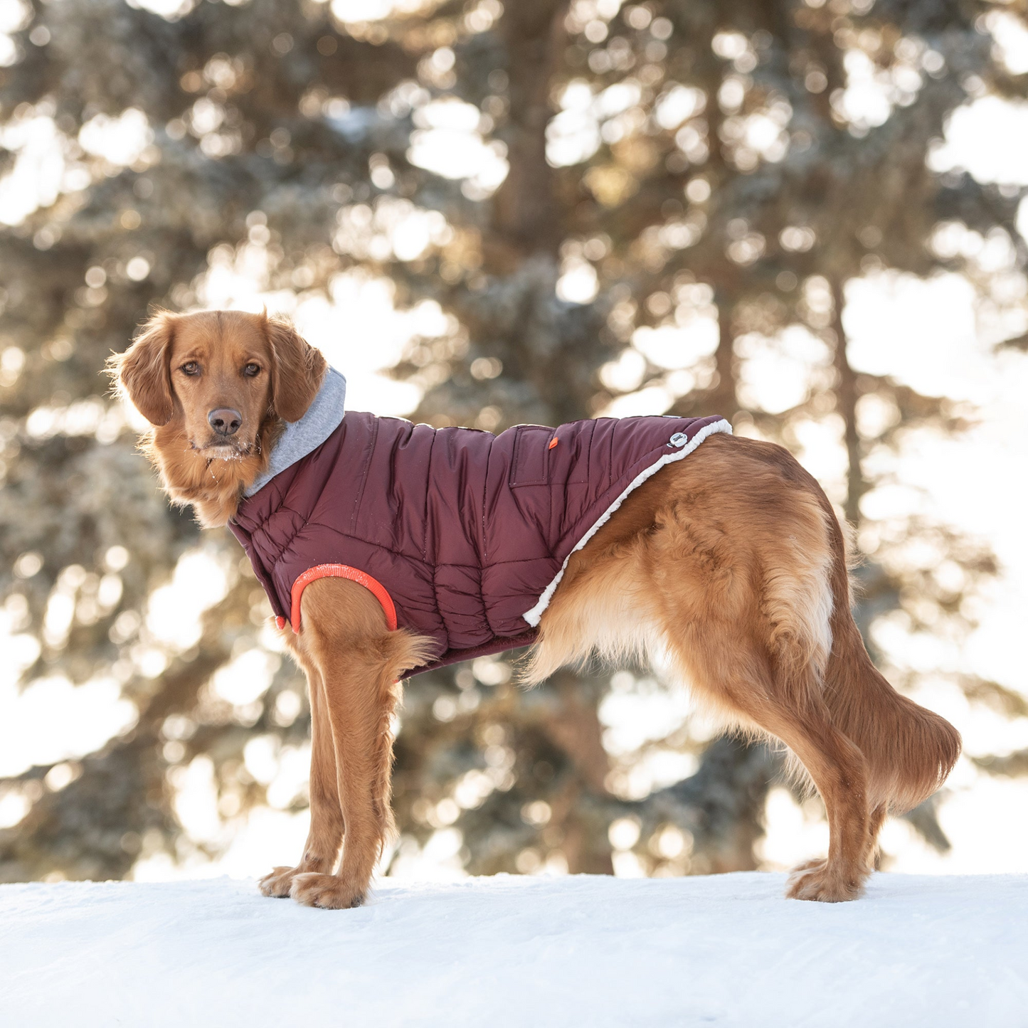 Winter Sailor Parka for Dogs- Burgundy