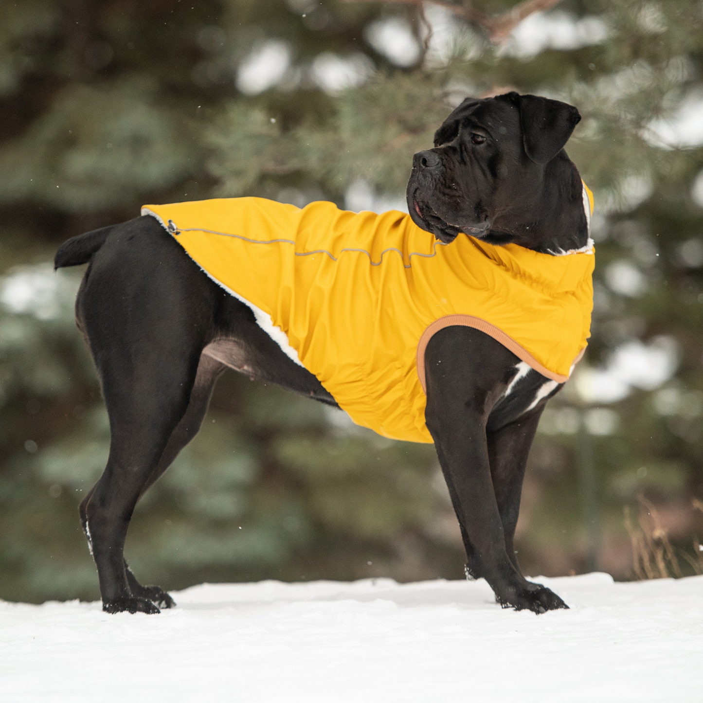 Insulated Raincoat for Dogs- Yellow