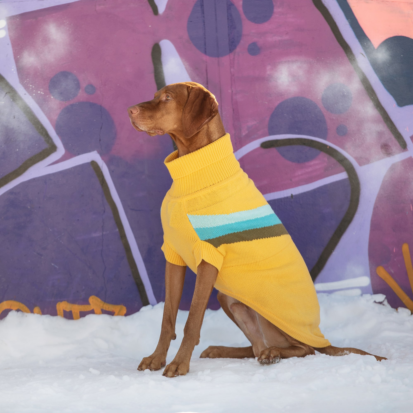 Alpine Sweater for Dogs- Yellow