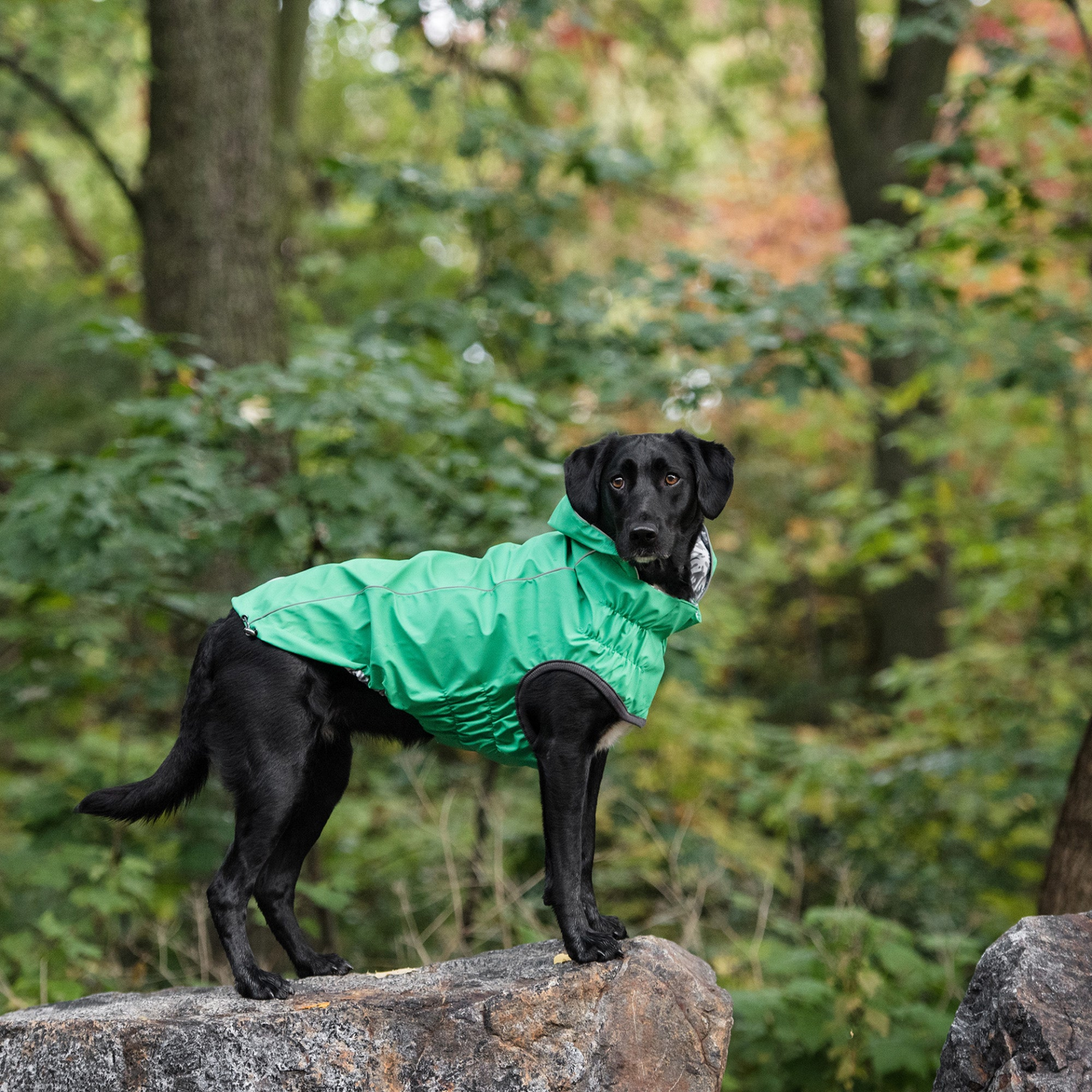 Reversible Elasto-Fit Raincoat for Dogs- Green