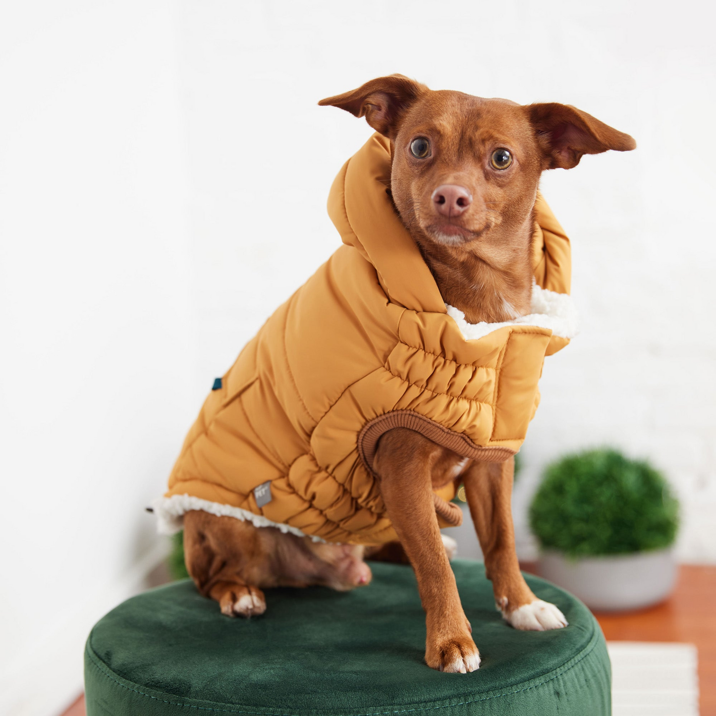 Super Puff Parka for Dogs - Yellow