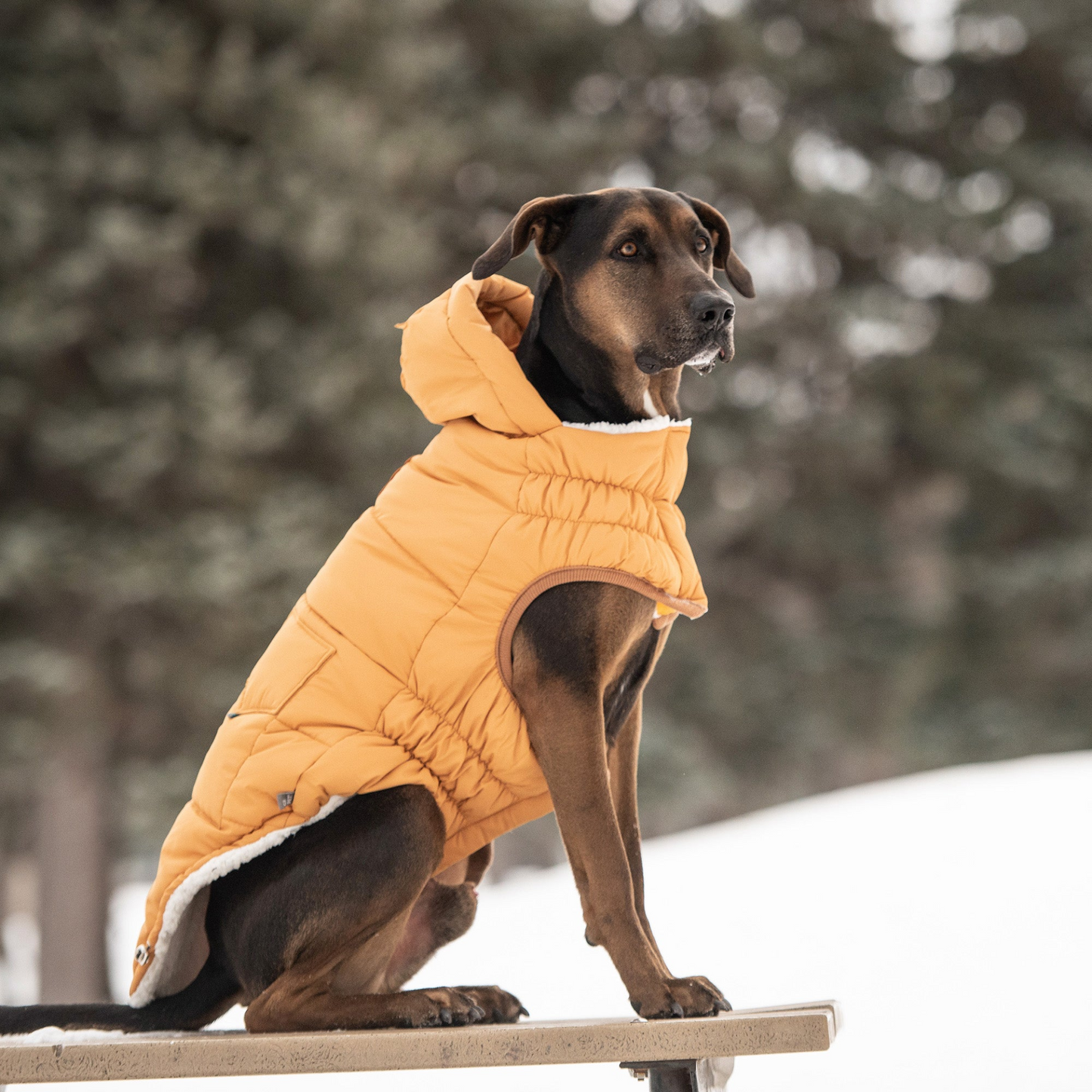 Super Puff Parka for Dogs - Yellow