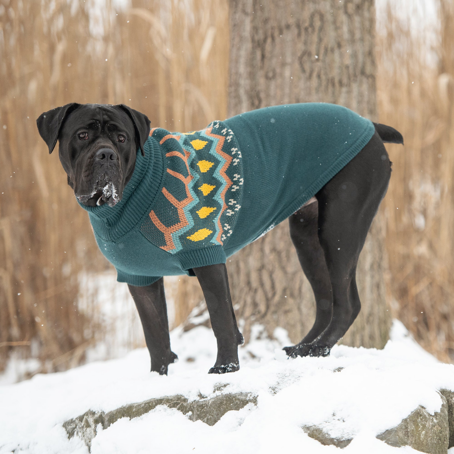 Heritage Sweater for Dogs- Teal