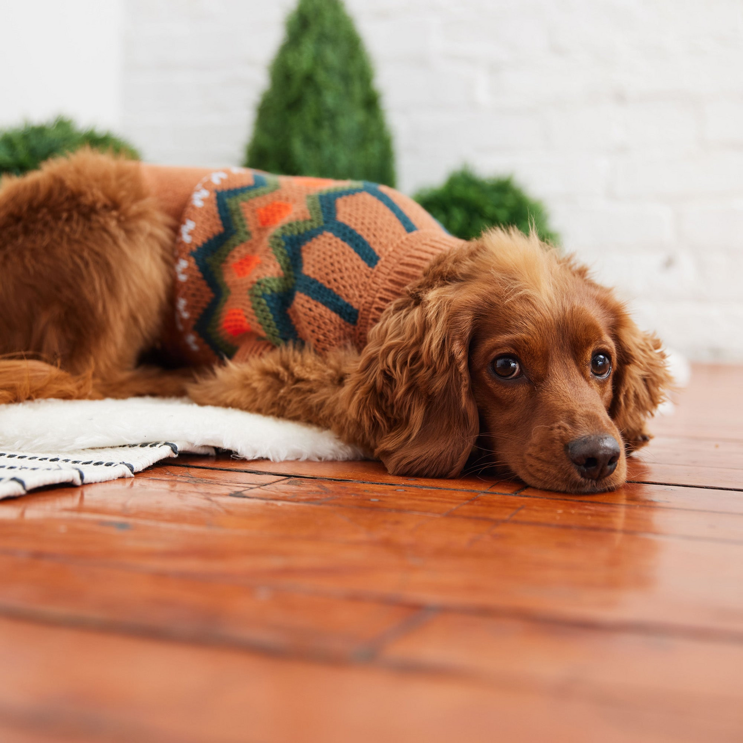 Heritage Sweater for Dogs- Hazel