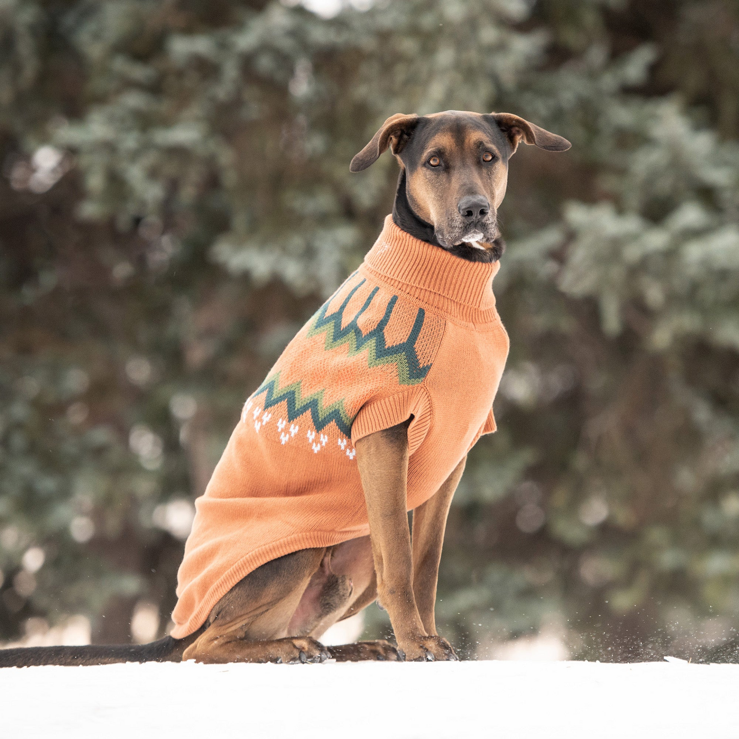 Heritage Sweater for Dogs- Hazel