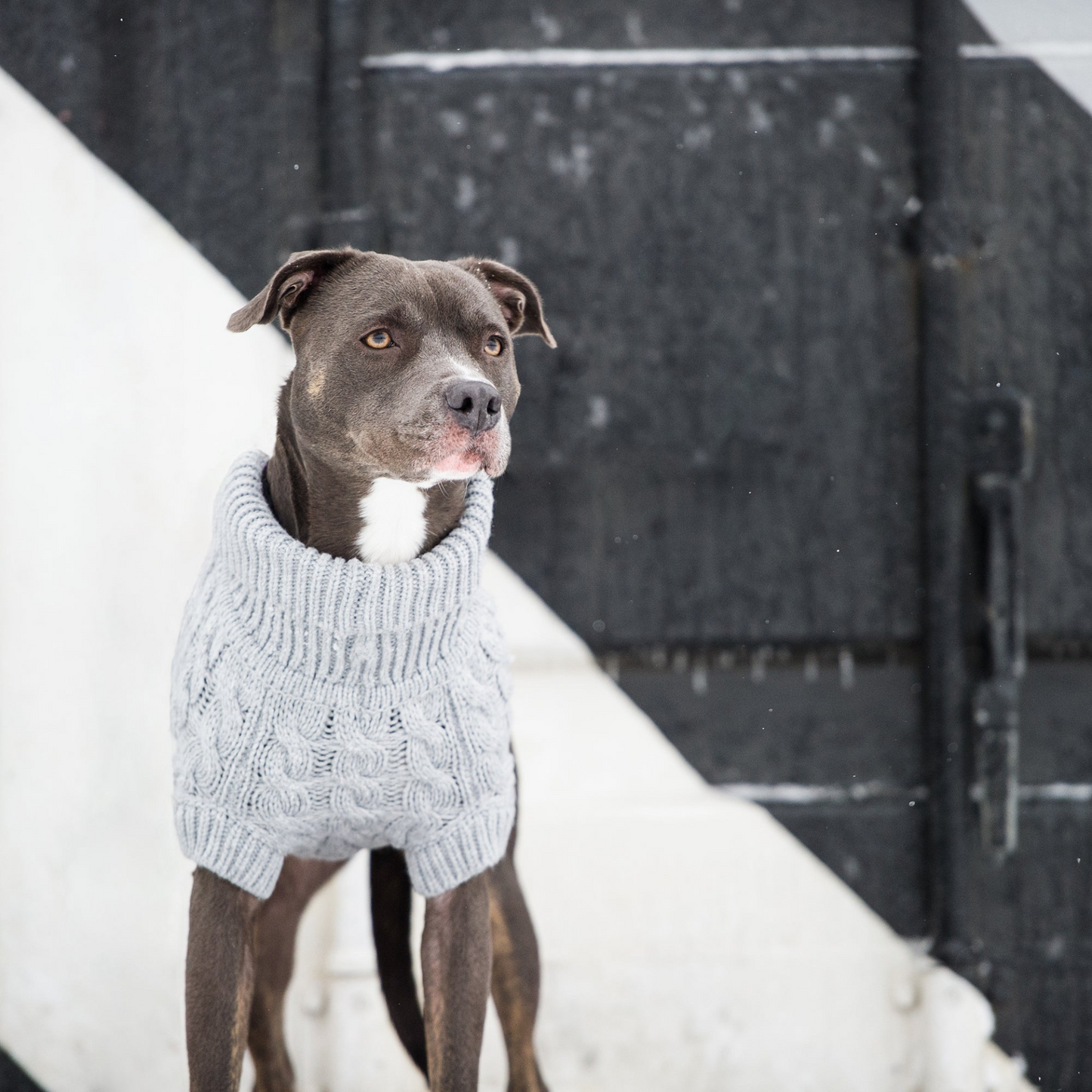 Chalet Dog Sweater Cable Knit- Grey