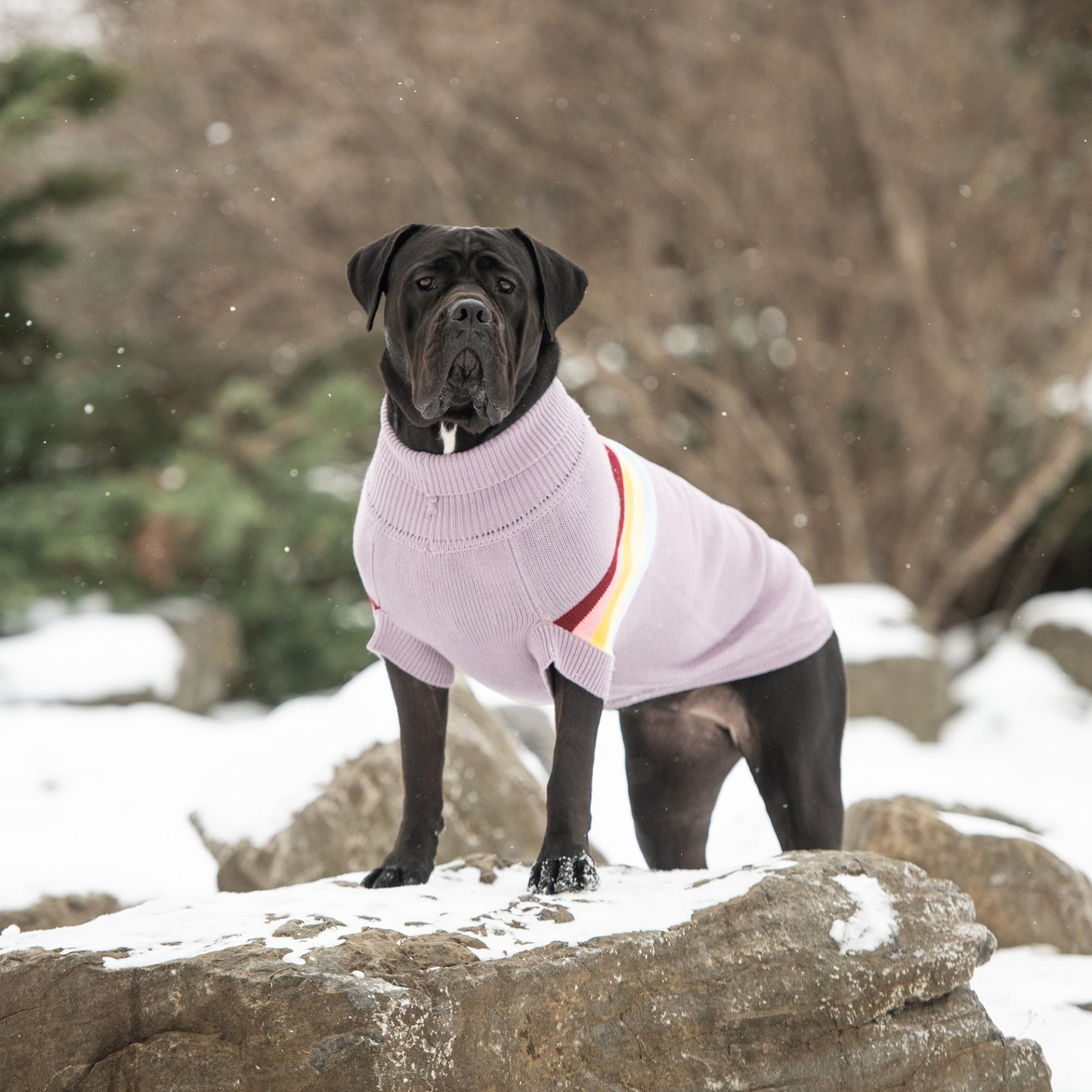 Retro Sweater for Dogs- Lavender