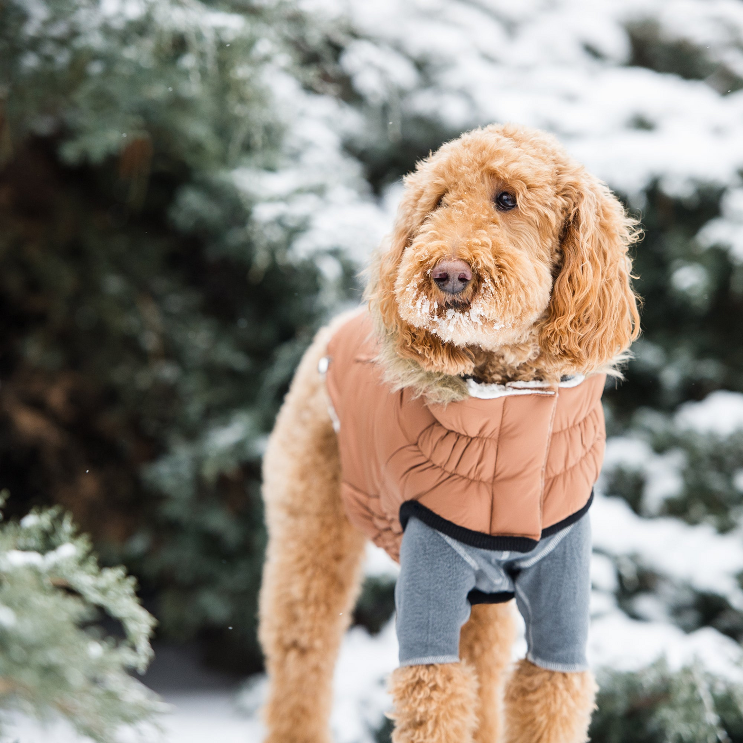 Elasto-Fit Urban Parka for Dogs- Caramel