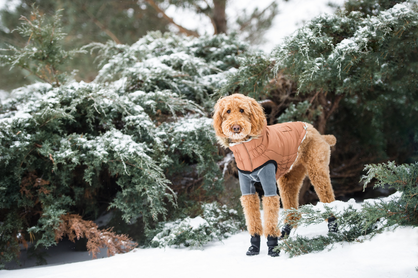 Elasto-Fit Urban Parka for Dogs- Caramel