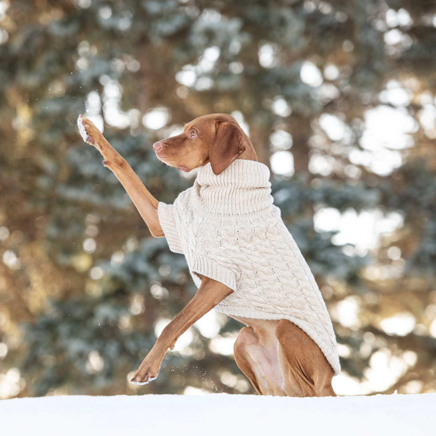 Chalet Dog Sweater Cable Knit- Oatmeal