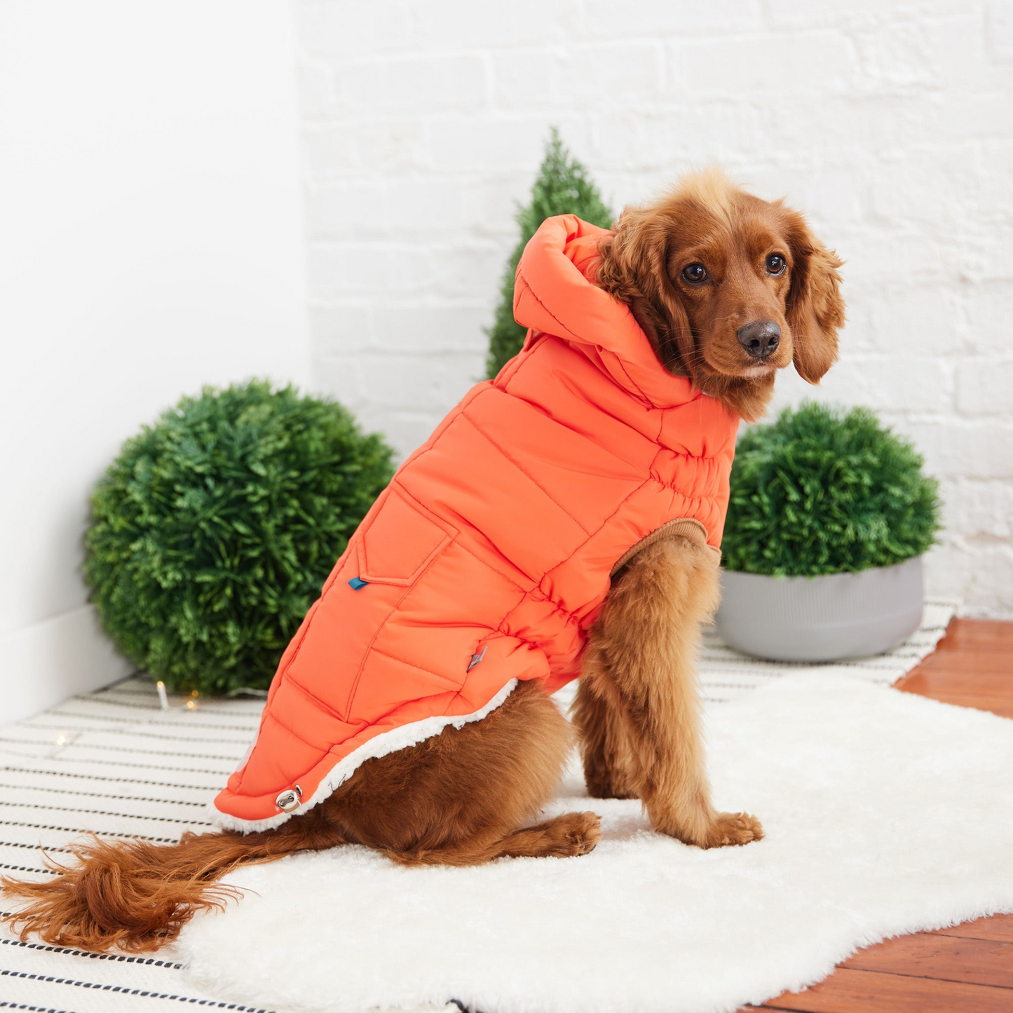 Super Puff Parka for Dogs- Orange