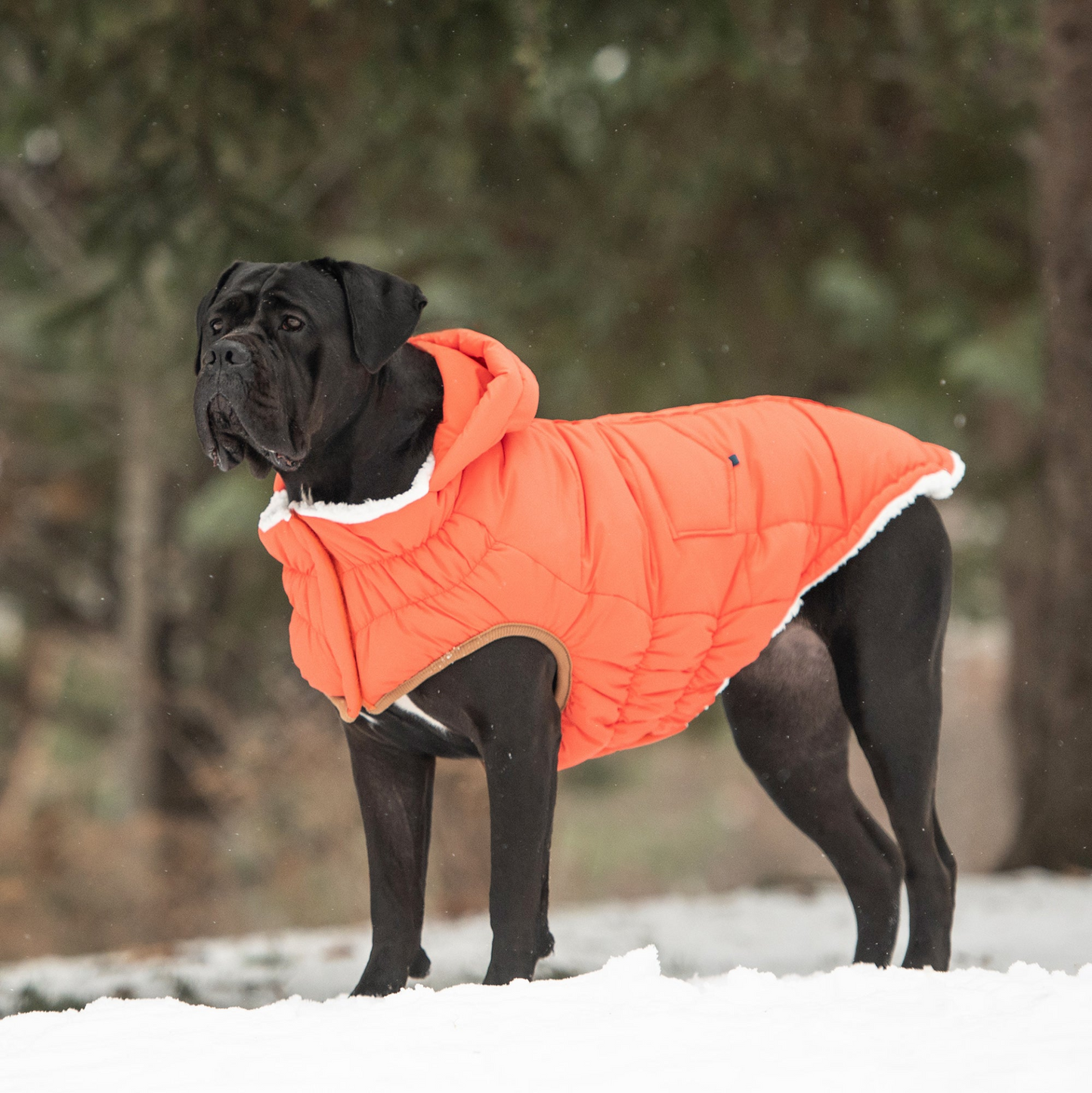 Super Puff Parka for Dogs- Orange