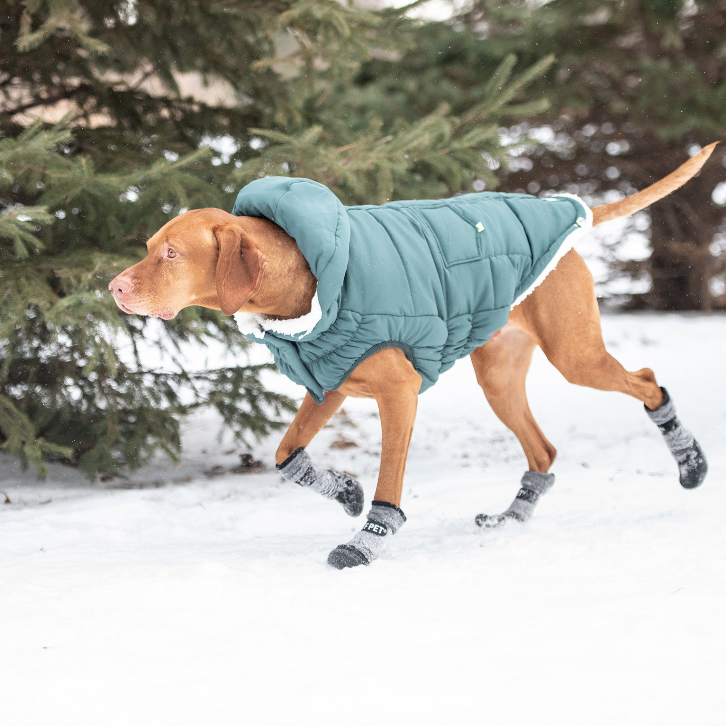 Super Puff Parka for Dogs- Teal