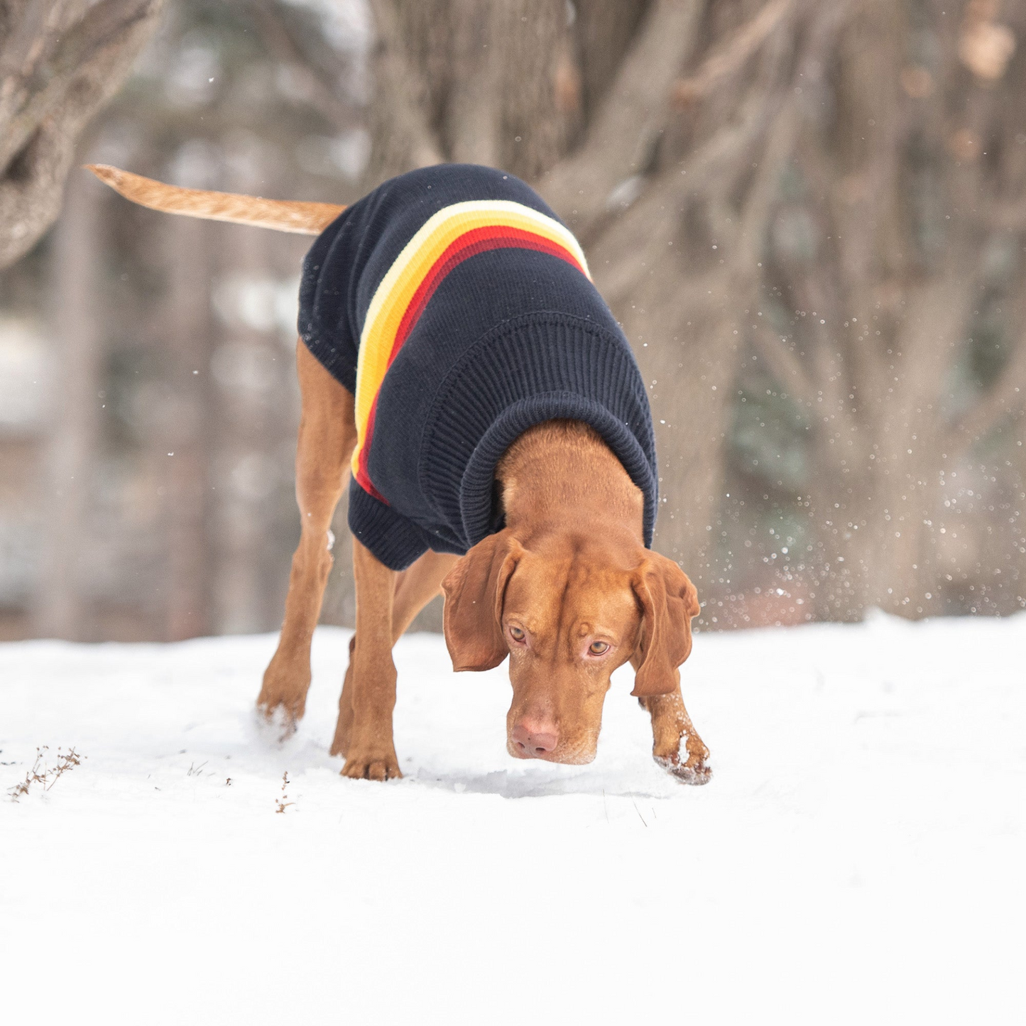 Retro Sweater for Dogs- Navy