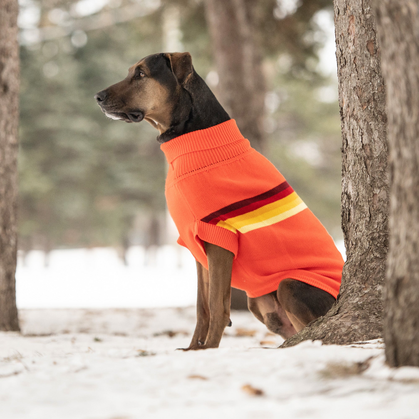 Retro Sweater for Dogs- Orange