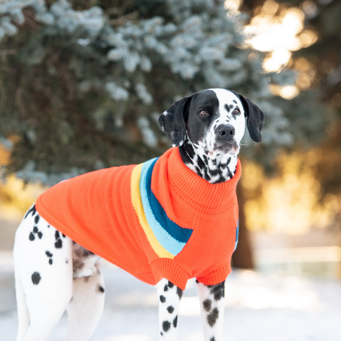 Alpine Sweater for Dogs- Orange