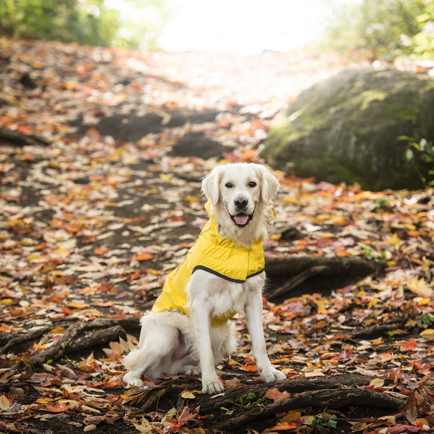 Reversible Elasto-Fit Raincoat for Dogs - Yellow