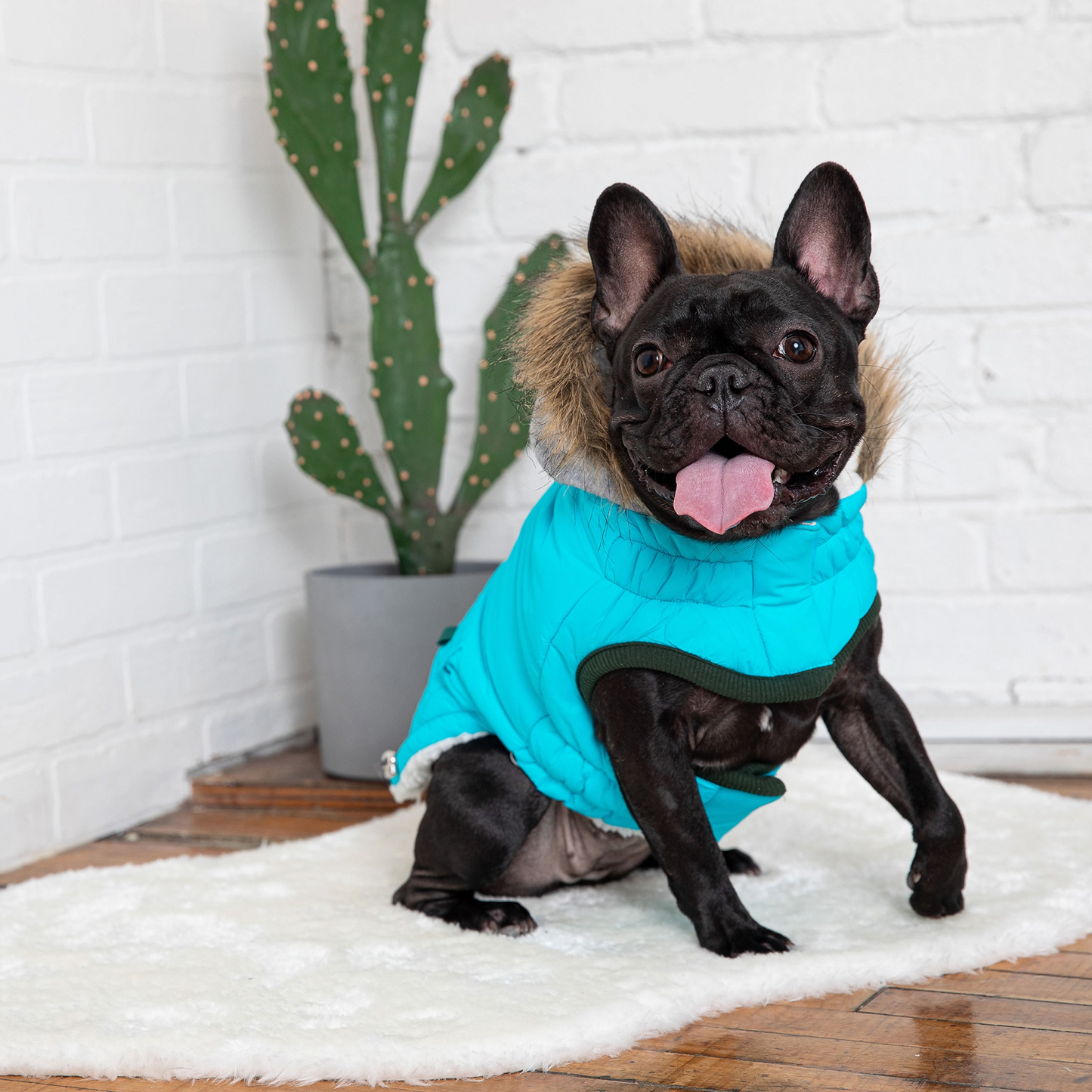 Winter Sailor Parka for Dogs- Aqua