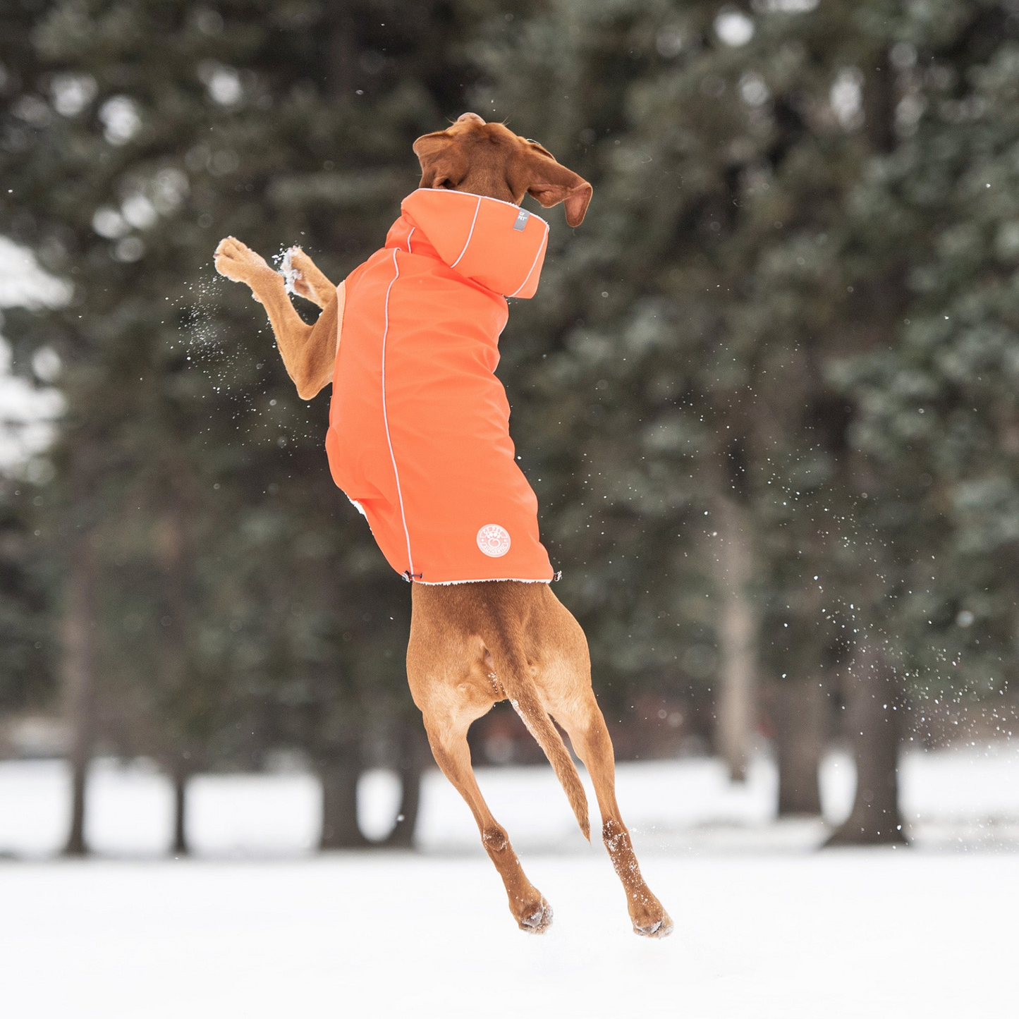 Insulated Raincoat for Dogs- Orange