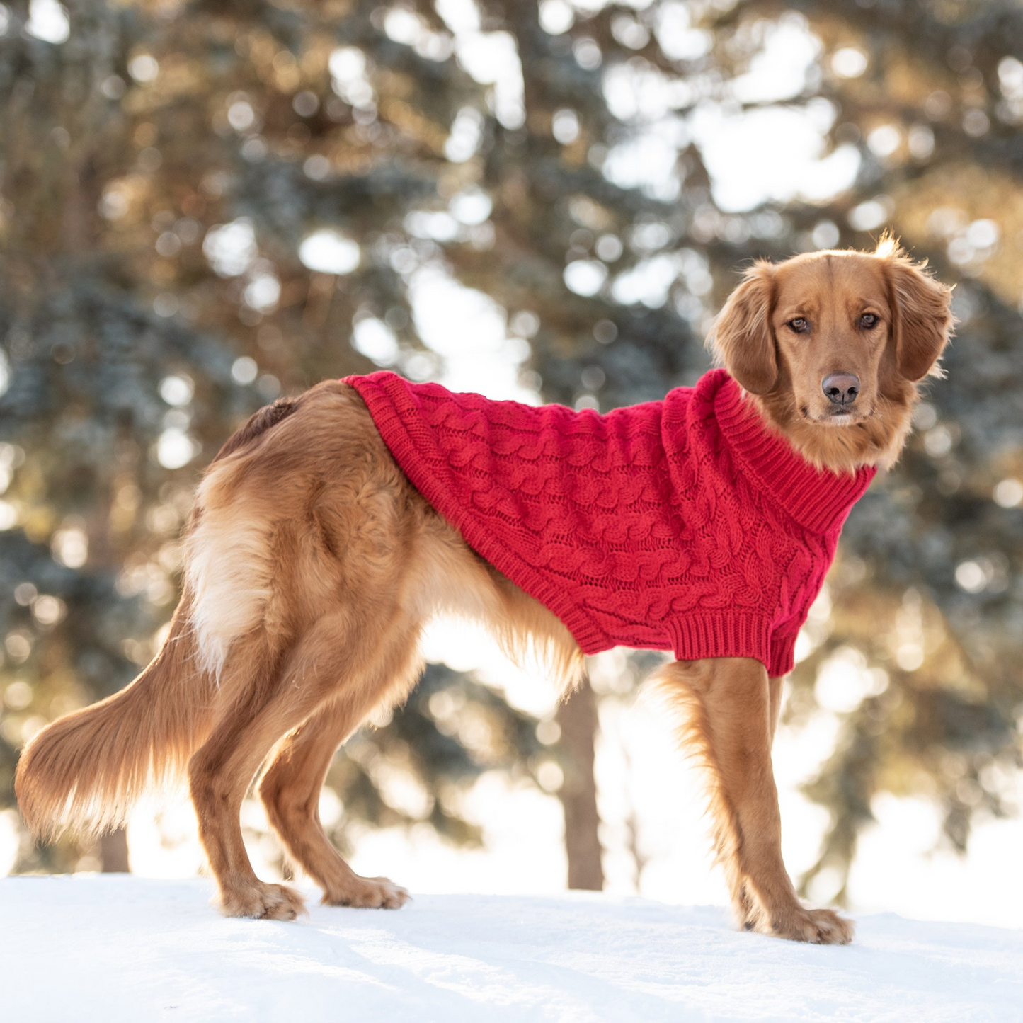 Chalet Dog Sweater Cable knit- Red