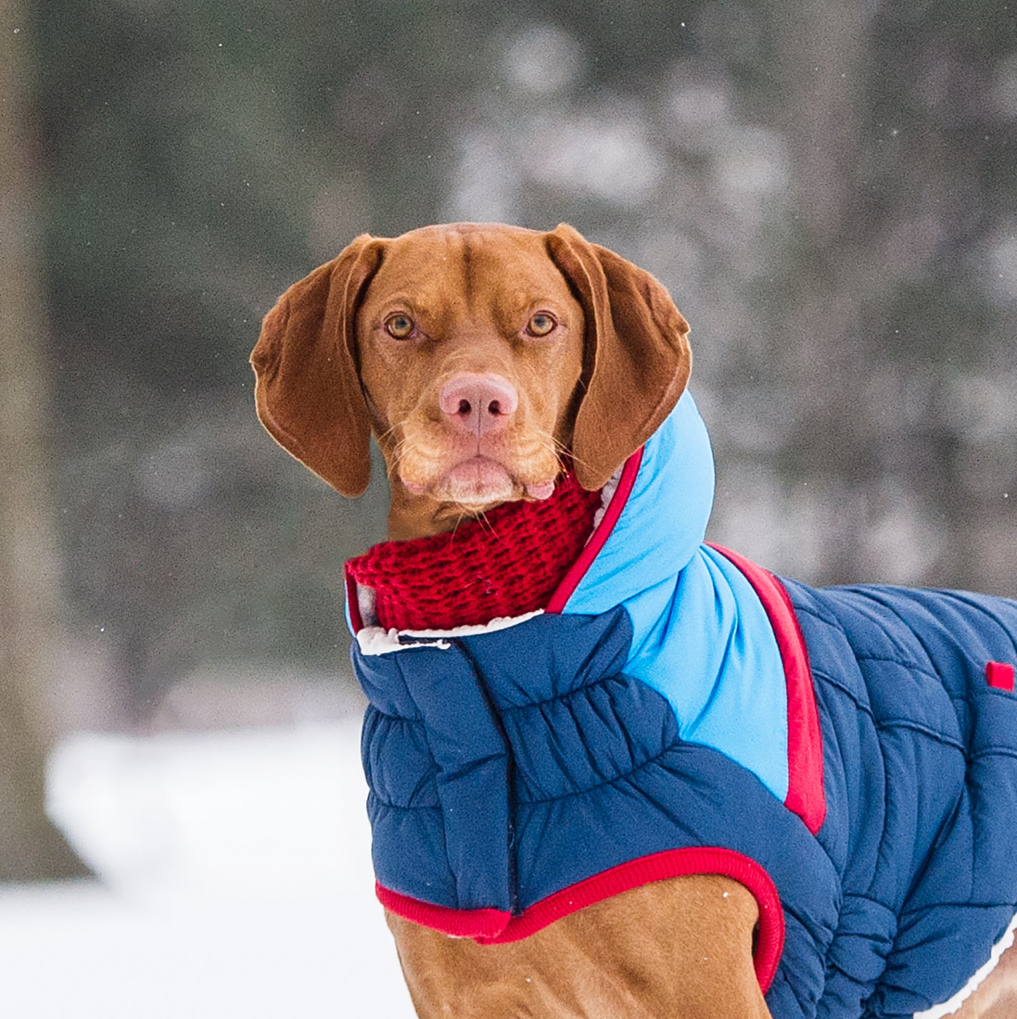 Chalet Tube Scarf for Dogs- Red