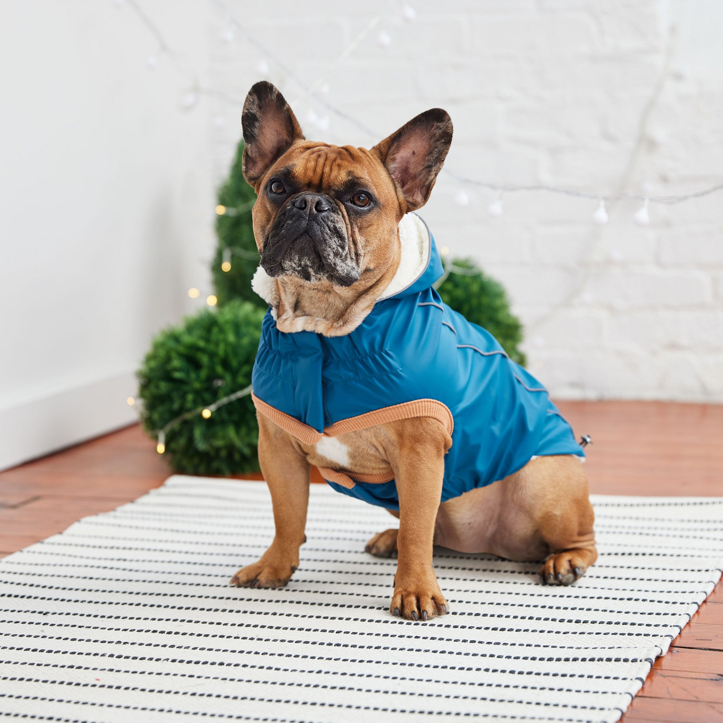 Insulated Raincoat for Dogs- Dark Blue