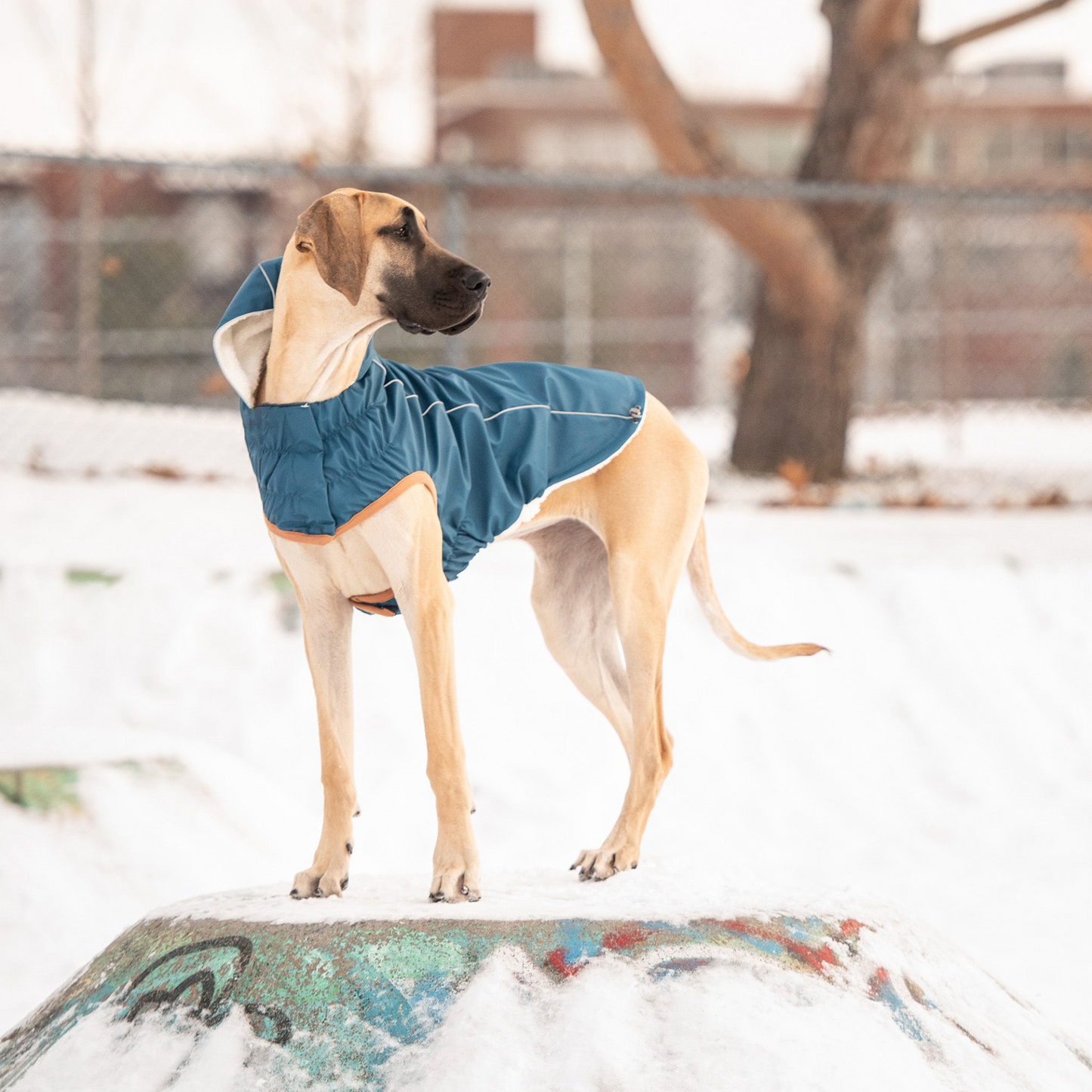 Insulated Raincoat for Dogs- Dark Blue