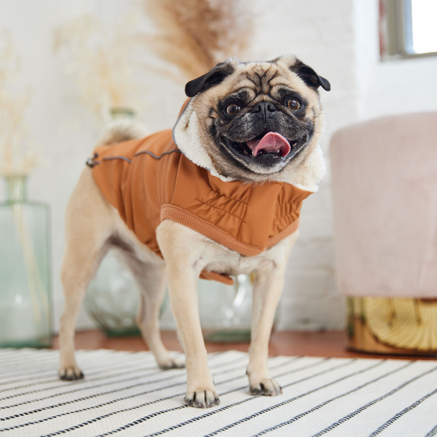 Insulated Raincoat for Dogs- Hazel