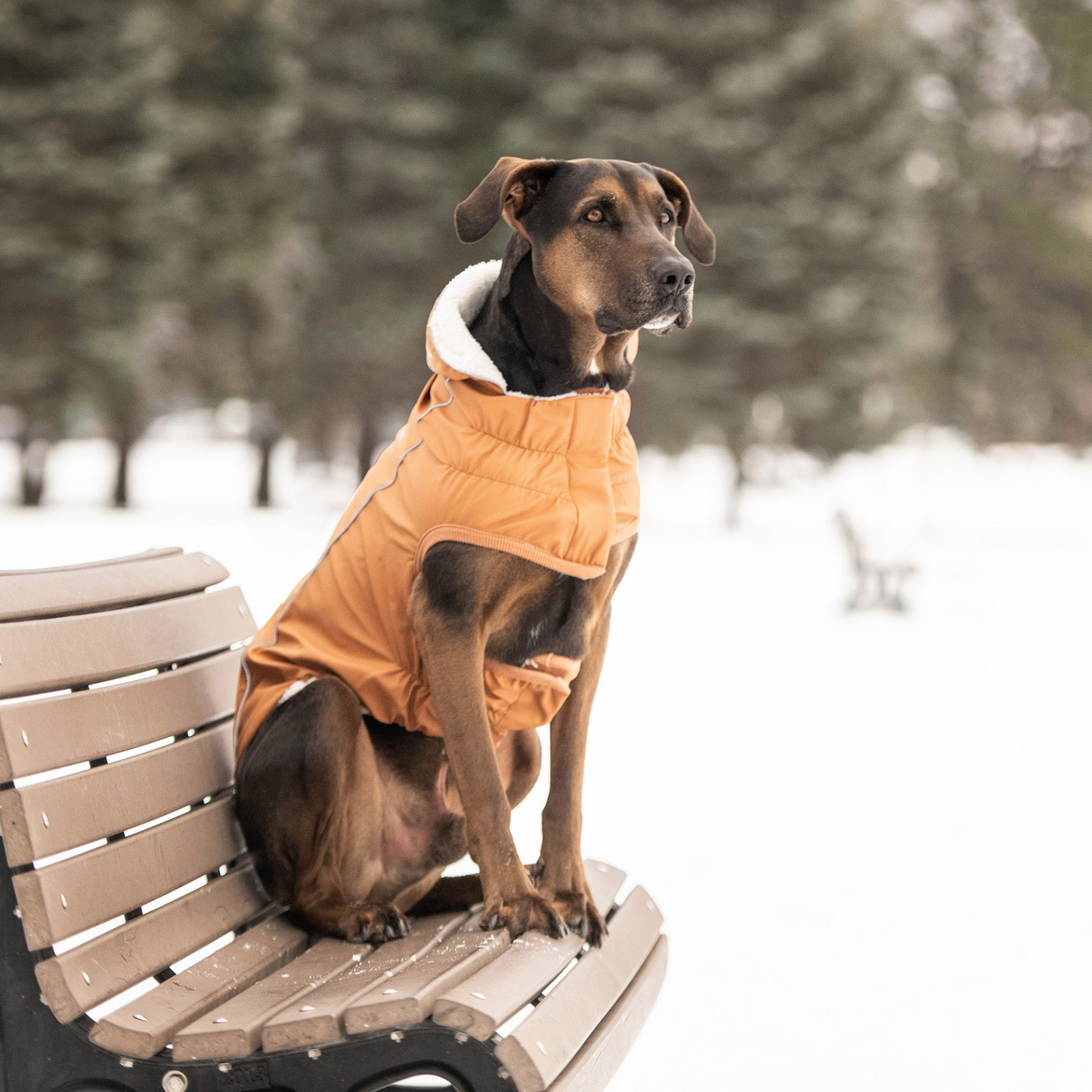 Insulated Raincoat for Dogs- Hazel