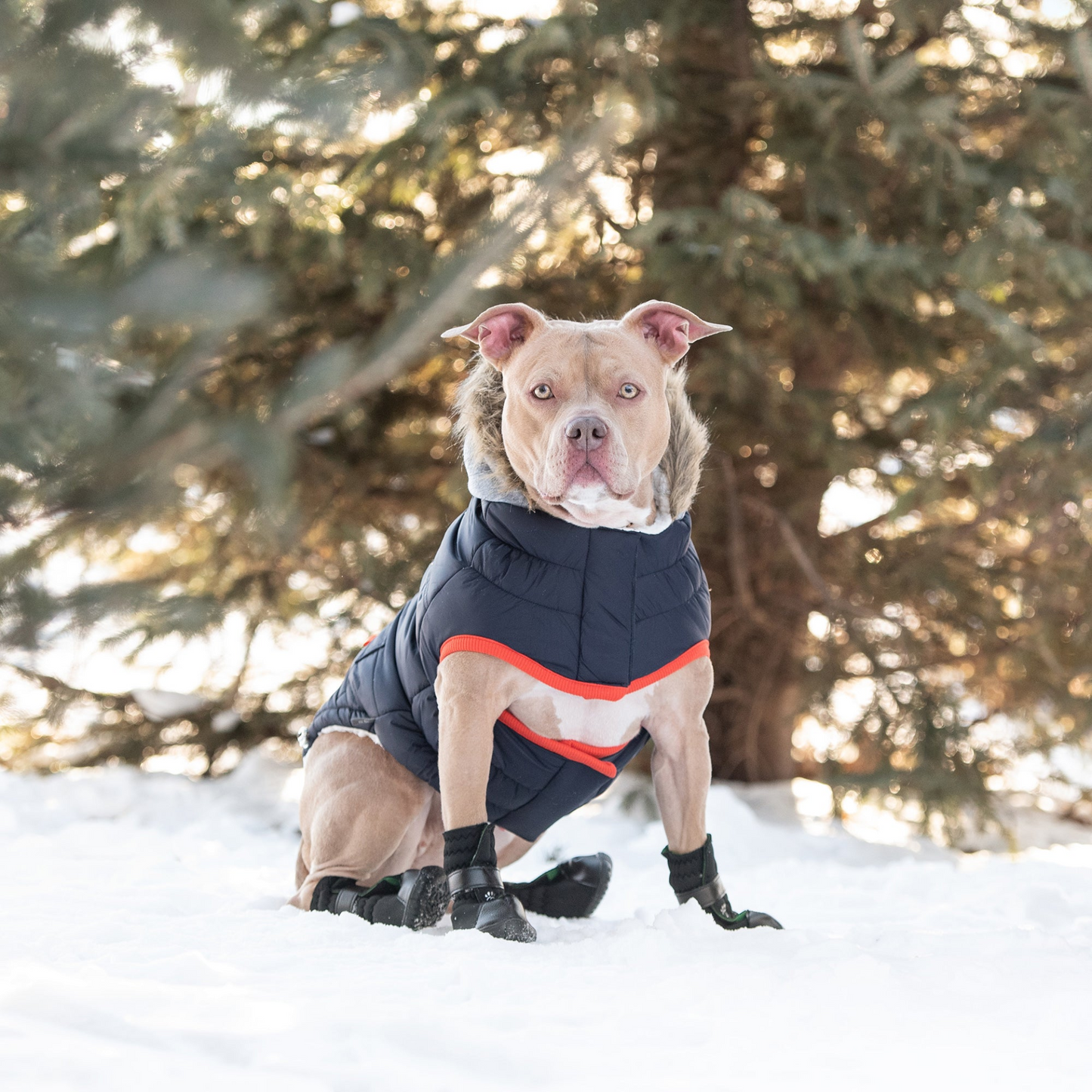 Winter Sailor Parka for Dogs - Navy