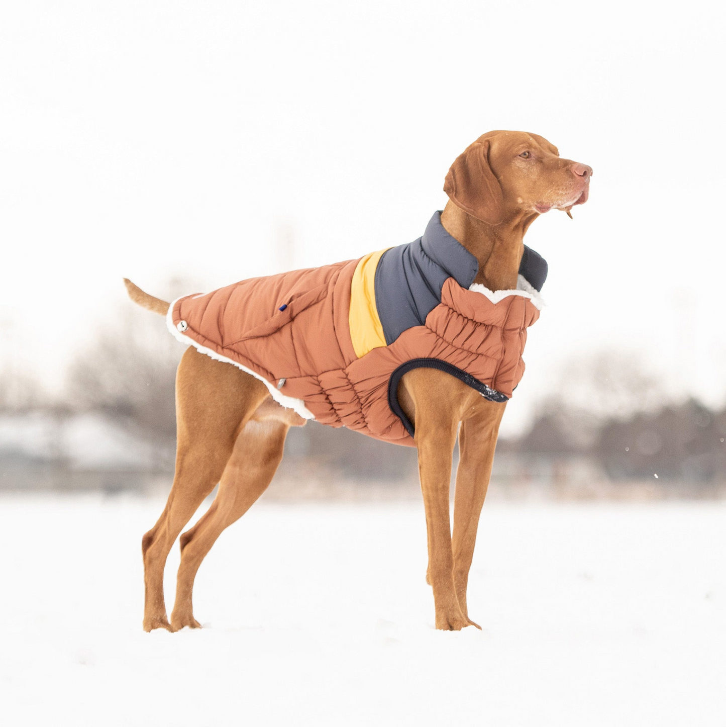 Retro Puffer Coat for Dogs- Hazel